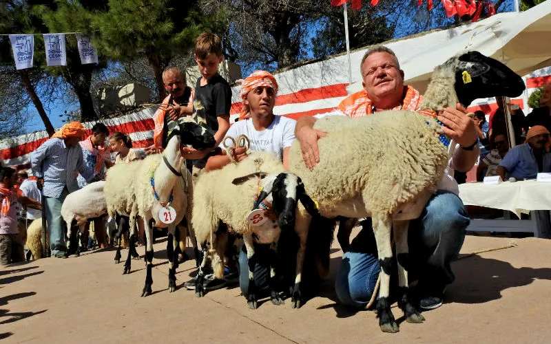 5. Ovacık Tarım ve Sakız Koyunu Festivali